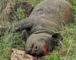 Afrique du Sud : Deux braconniers de rhinocéros écopent de 22 ans de prison