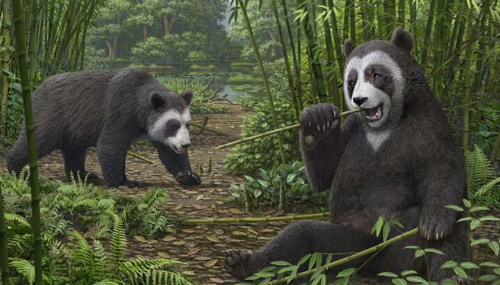 Découverte d’un fossile de panda géant doté d’un sixième doigt