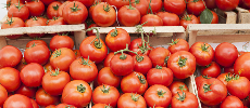 Les exportations de tomates rapportent près d'un milliard de dollars
